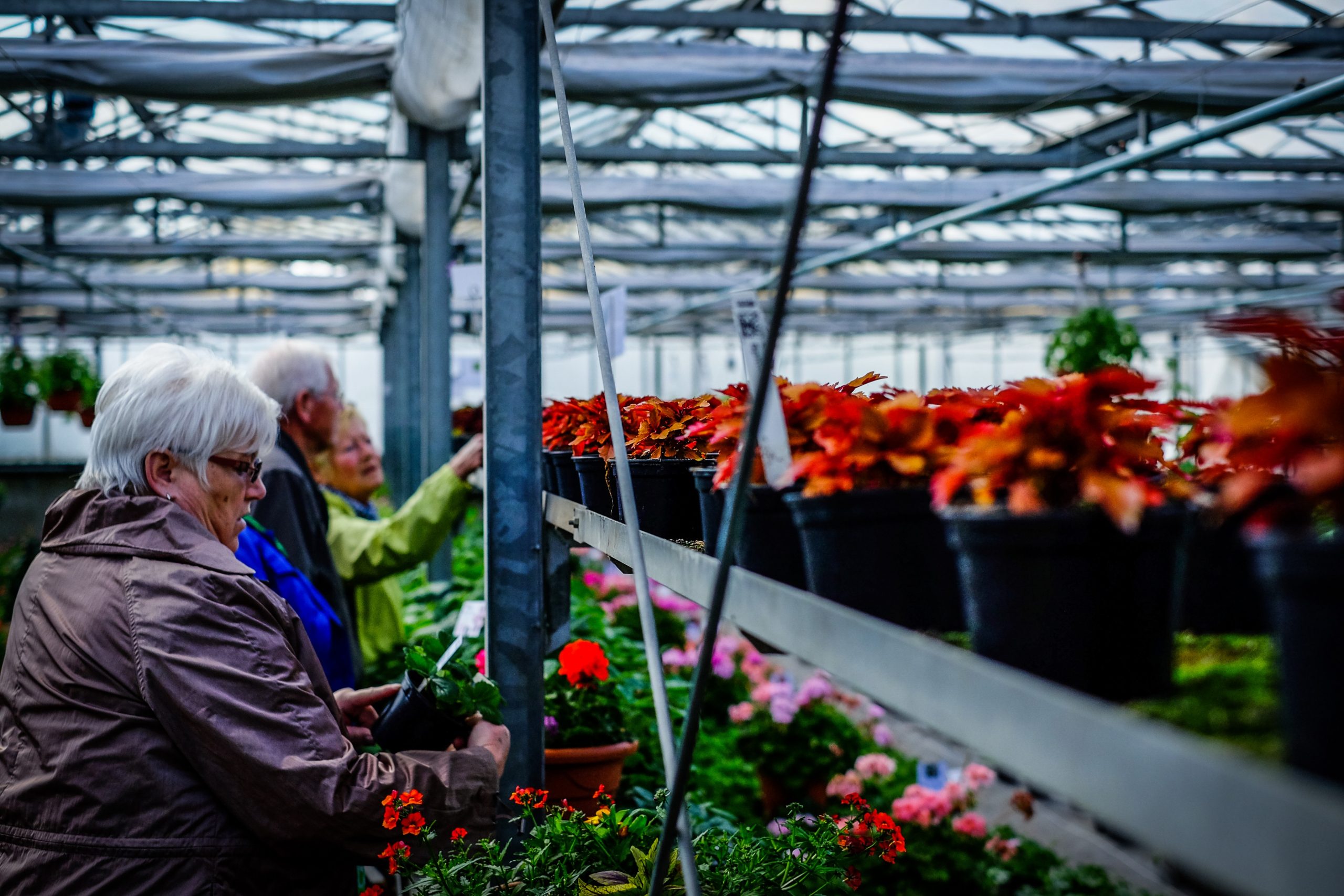 plant-flower-spring-market-garden-greenhouse-271935-pxhere.com-ts1530234376 plant-flower-spring-market-garden-greenhouse-271935-pxhere.com-ts1530234376